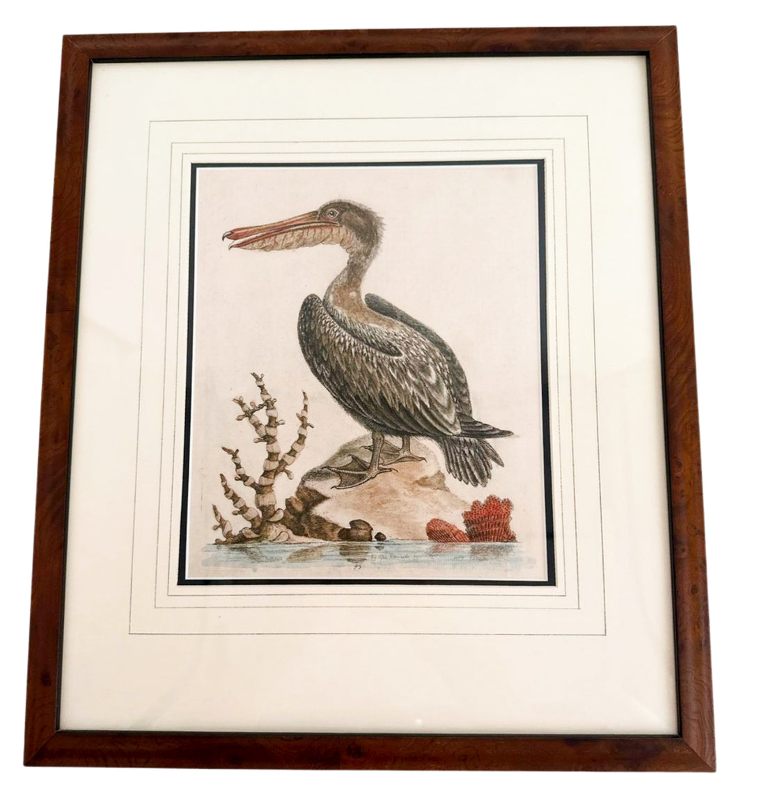 Antique George Edwards Engraving