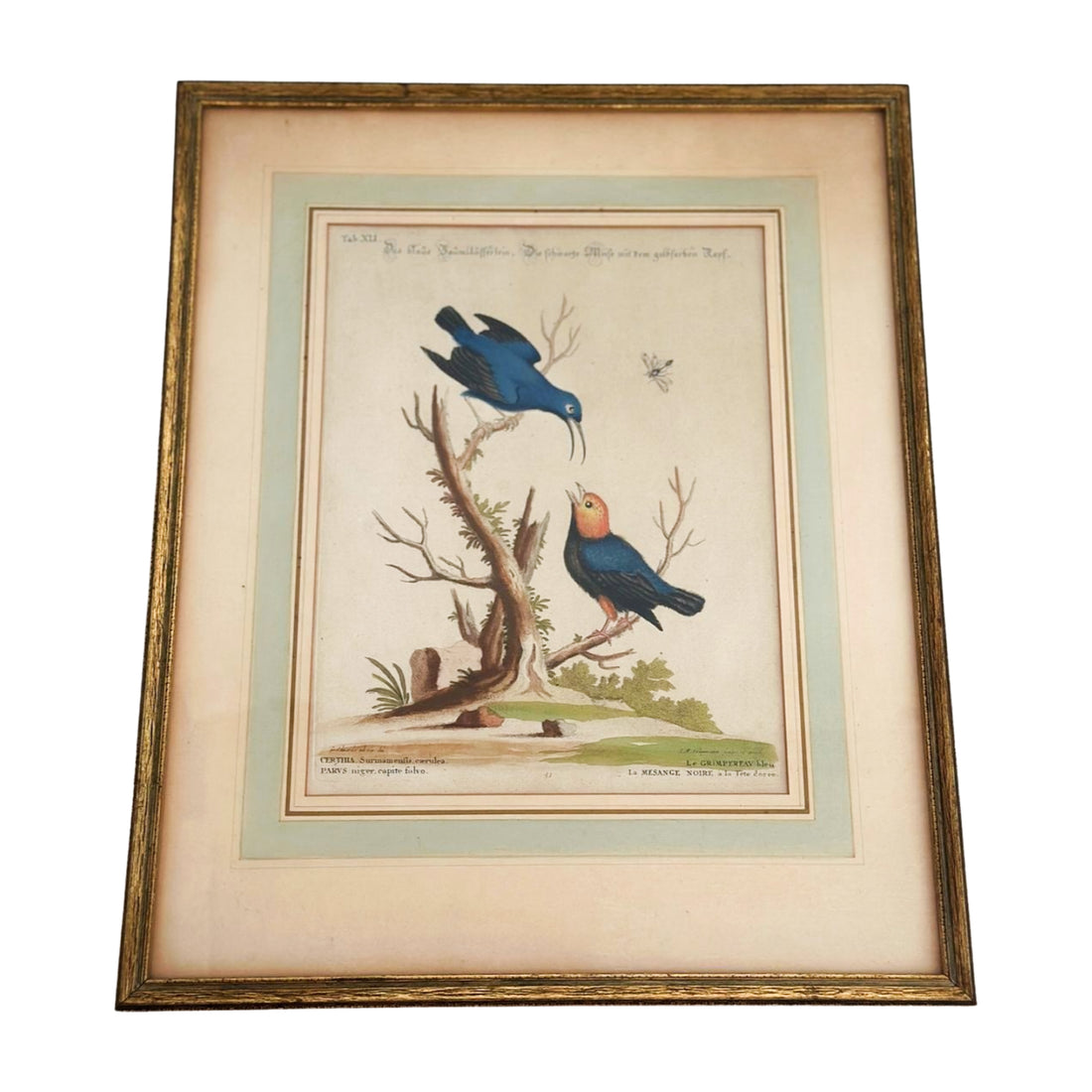 Antique Bird Engravings (Set of 3)