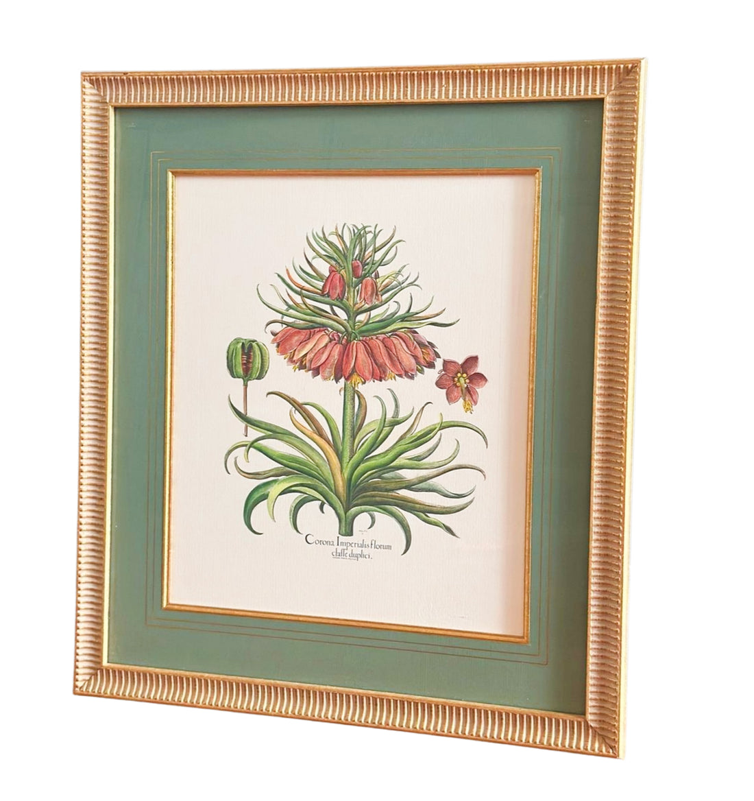 Vintage Botanical Prints