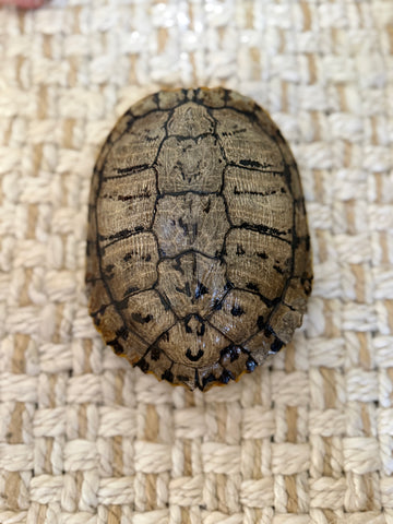 Tortoise Shell- Reserved for Athina