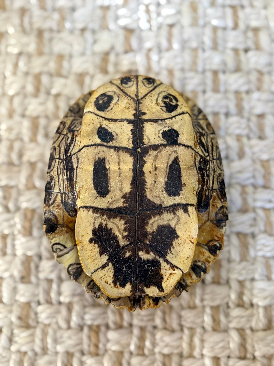 Tortoise Shell- Reserved for Athina