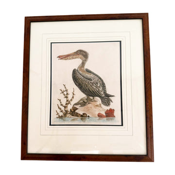 Antique George Edwards Engraving