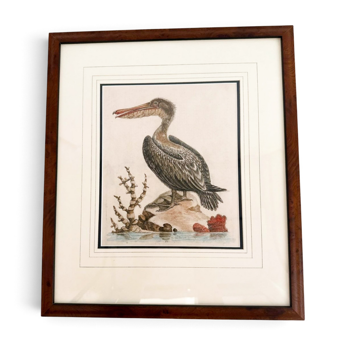 Antique George Edwards Engraving
