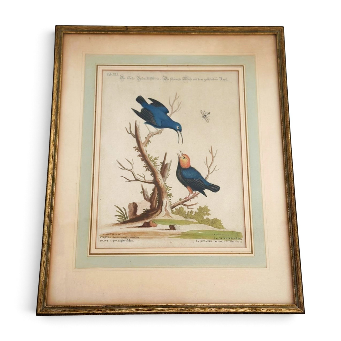 Antique Bird Engravings (Set of 3)