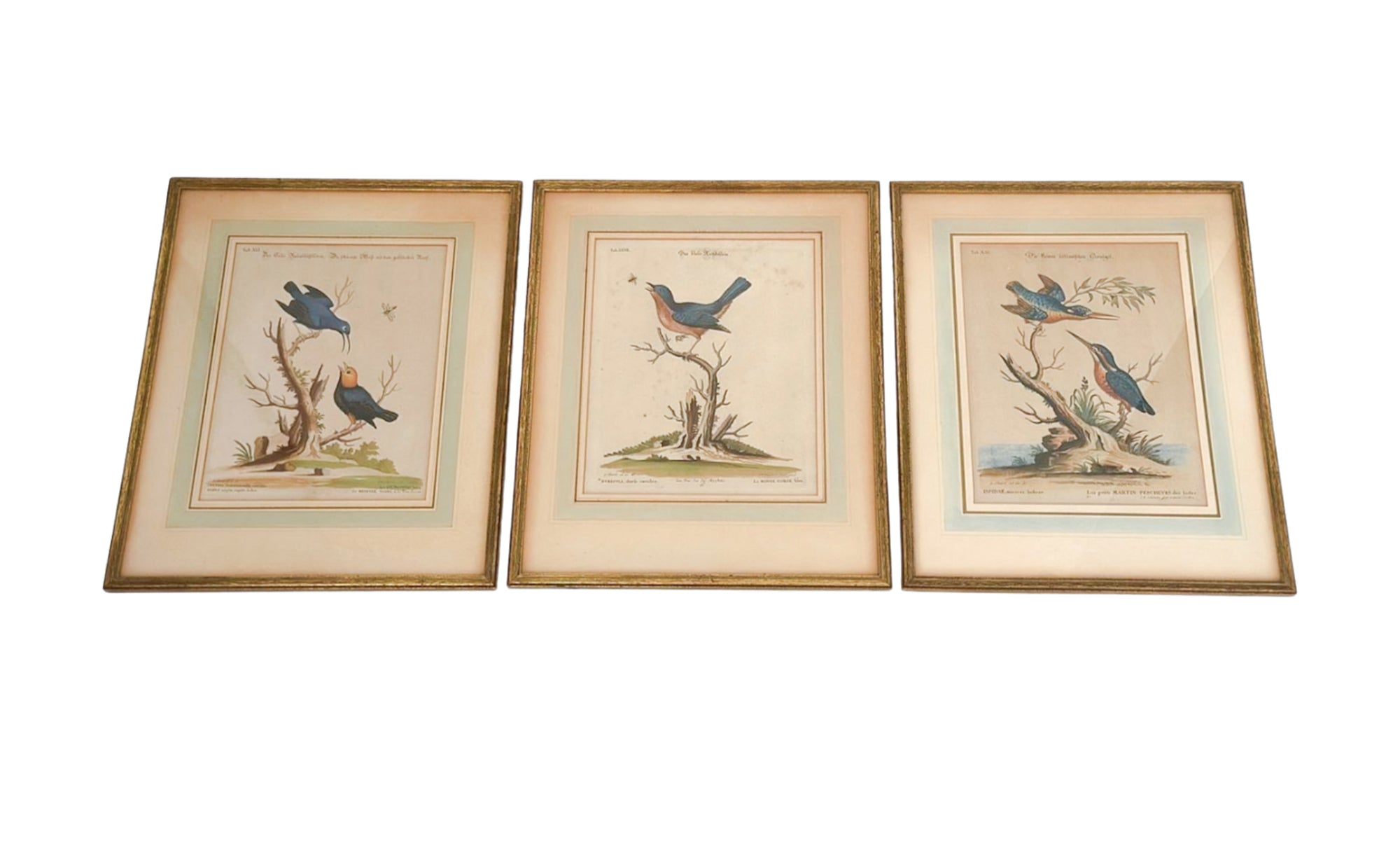 Antique Bird Engravings (Set of 3)