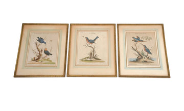 Antique Bird Engravings (Set of 3)