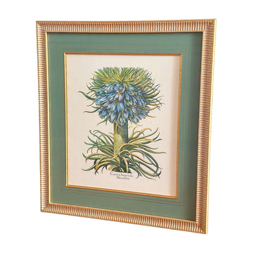Vintage Botanical Prints