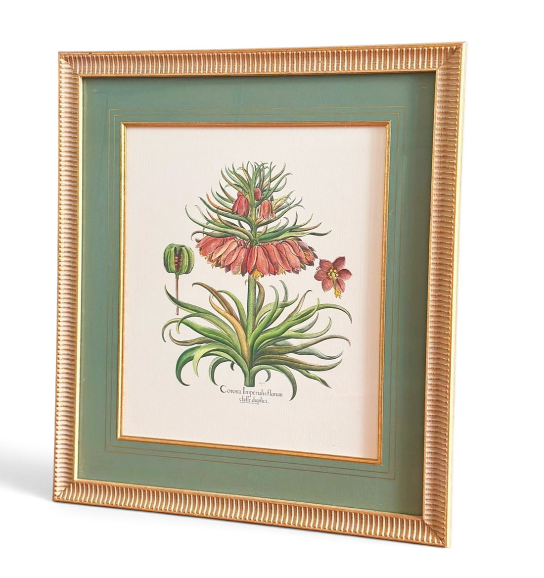 Vintage Botanical Prints